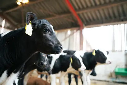 Kalve Hos Vestergaard Agro V. Jørgen Fransen