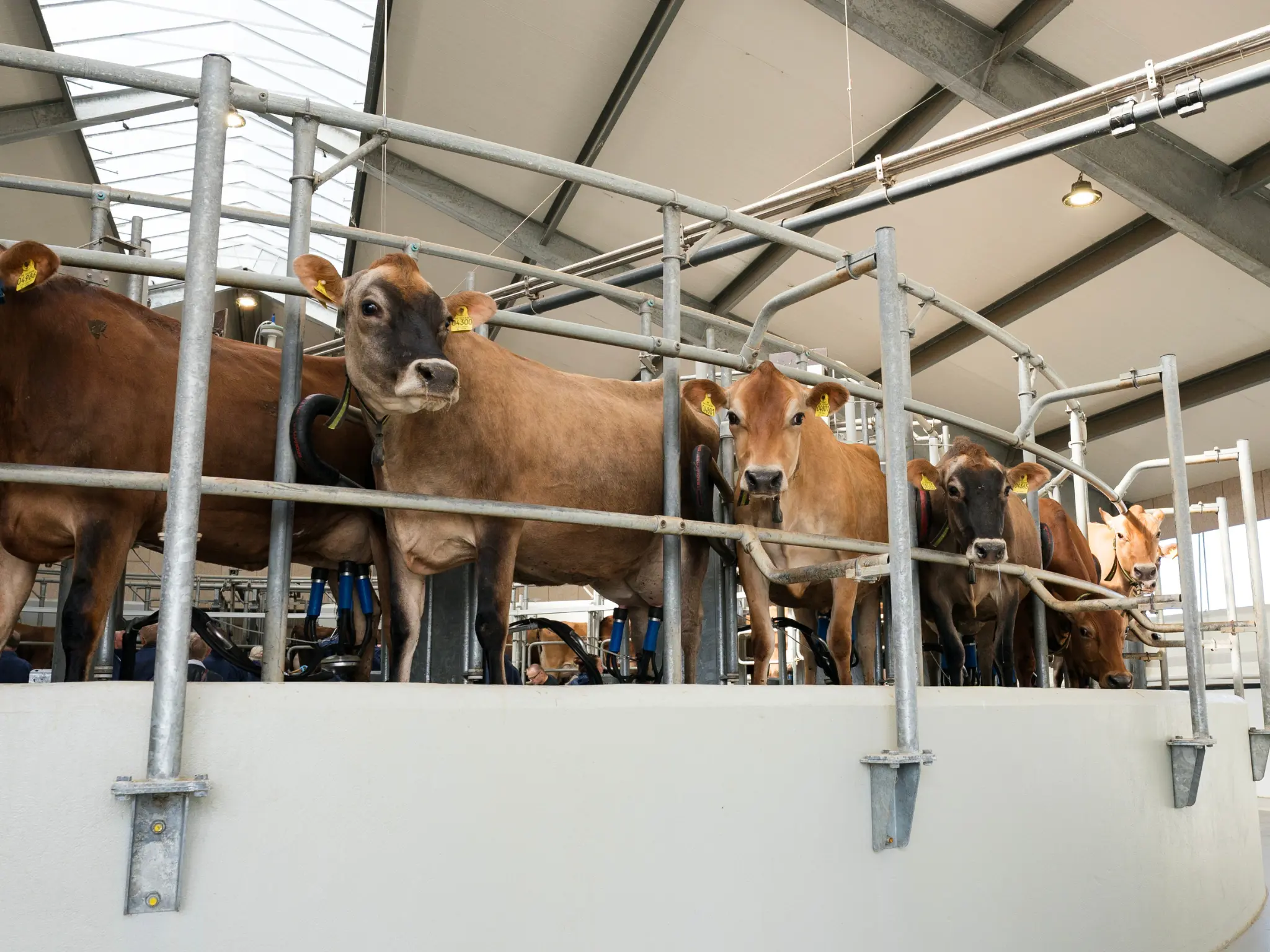 Jersey Verdenskongres 38