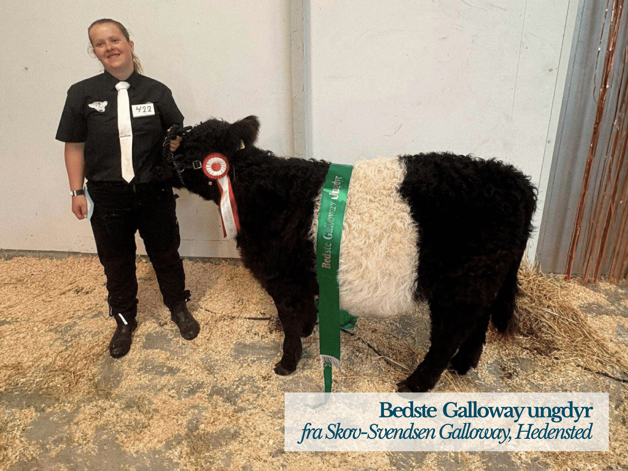 Bedste Galloway Ungdyr