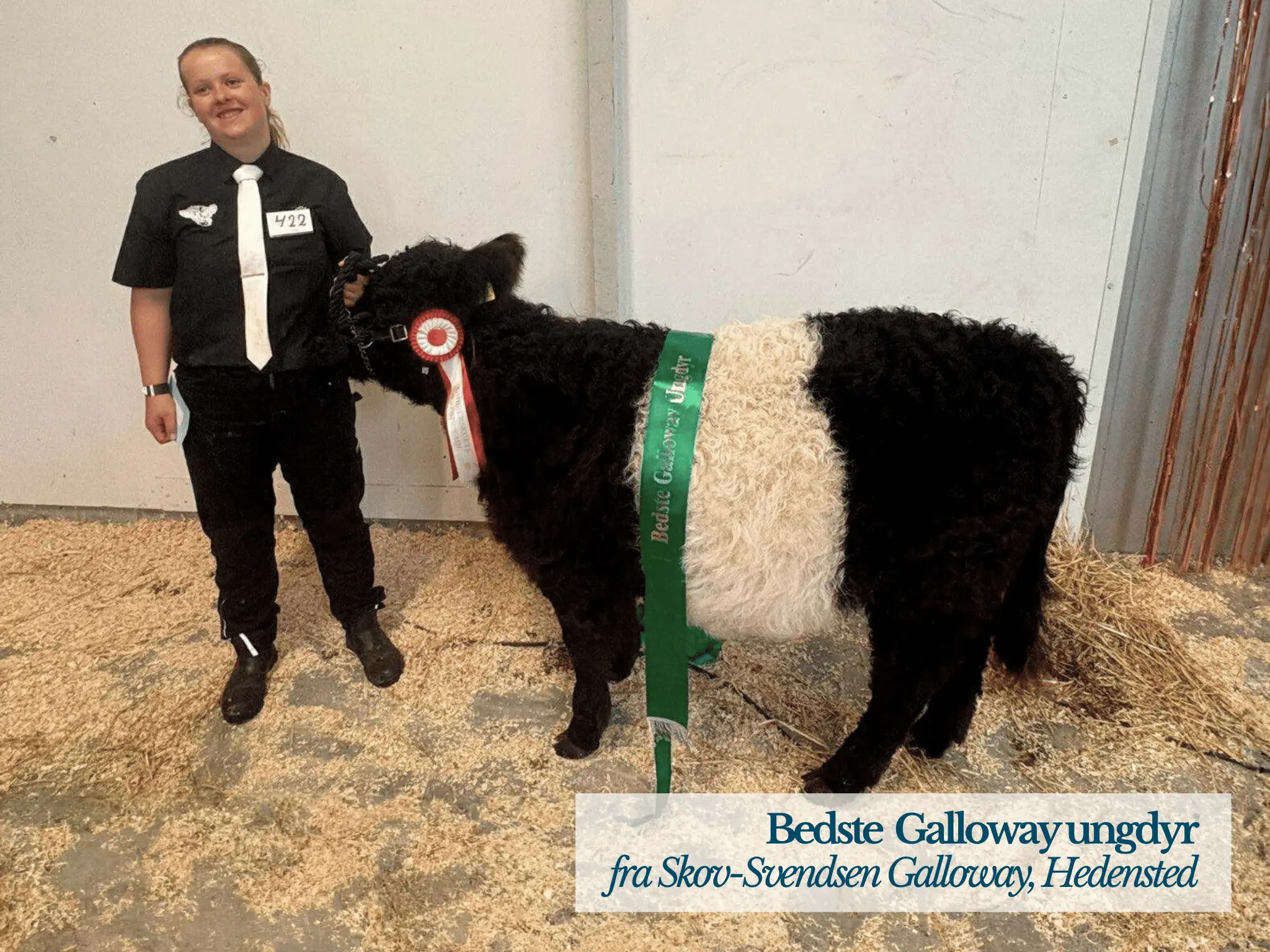 Bedste Galloway Ungdyr