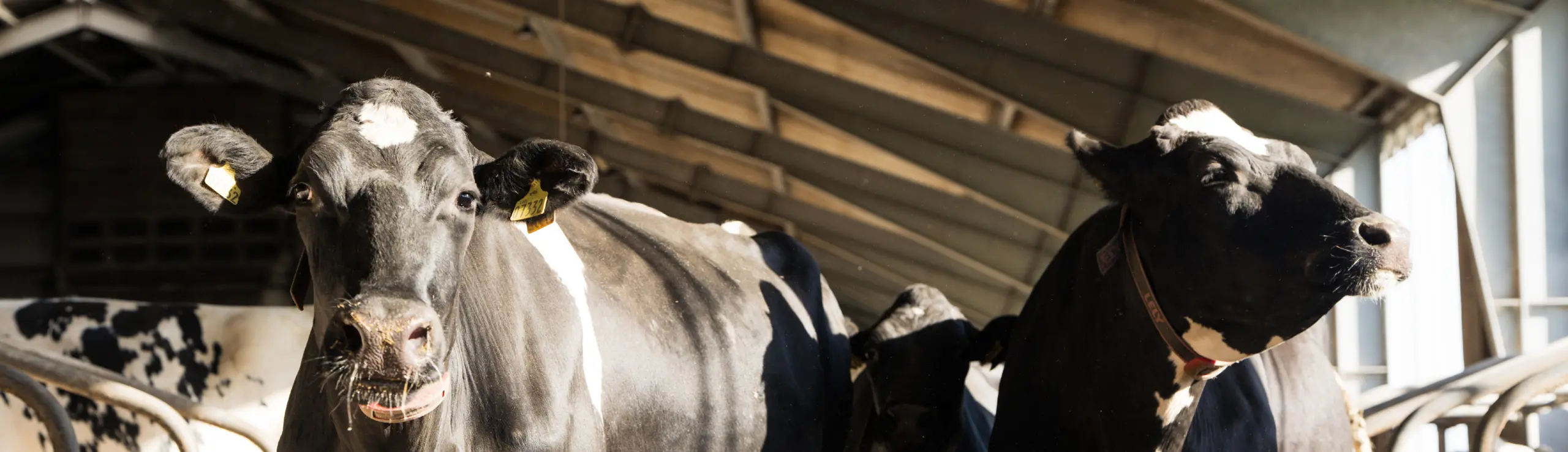Ny Samarbejdsaftale Mellem Vikingdanmark Og Dansk Holstein
