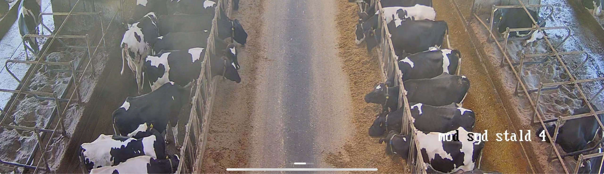 Live View Fra Et Smartfarming Kamera