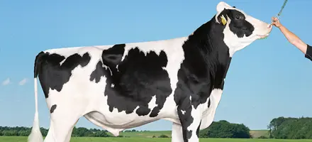 VH Finish (Felix) Tilrettet