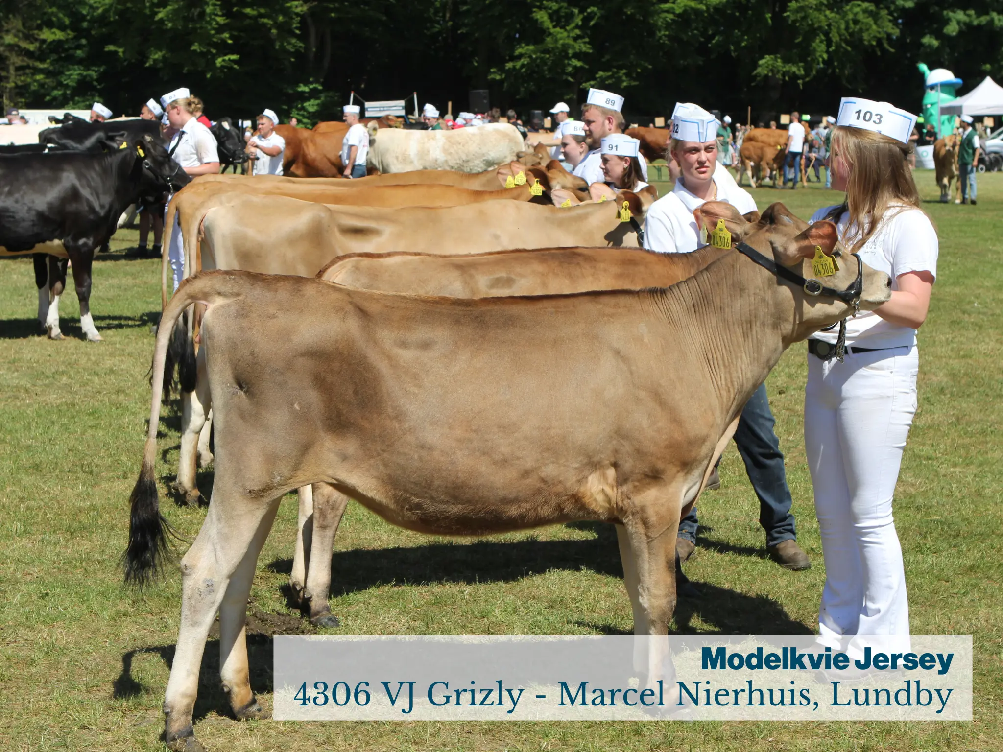 Fjerritslev Dyrskue Modelkvie Jersey