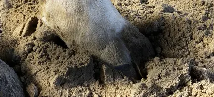 Digital Dermatitis Og Halte Køer Side 7 Vikingnyt 2 2021