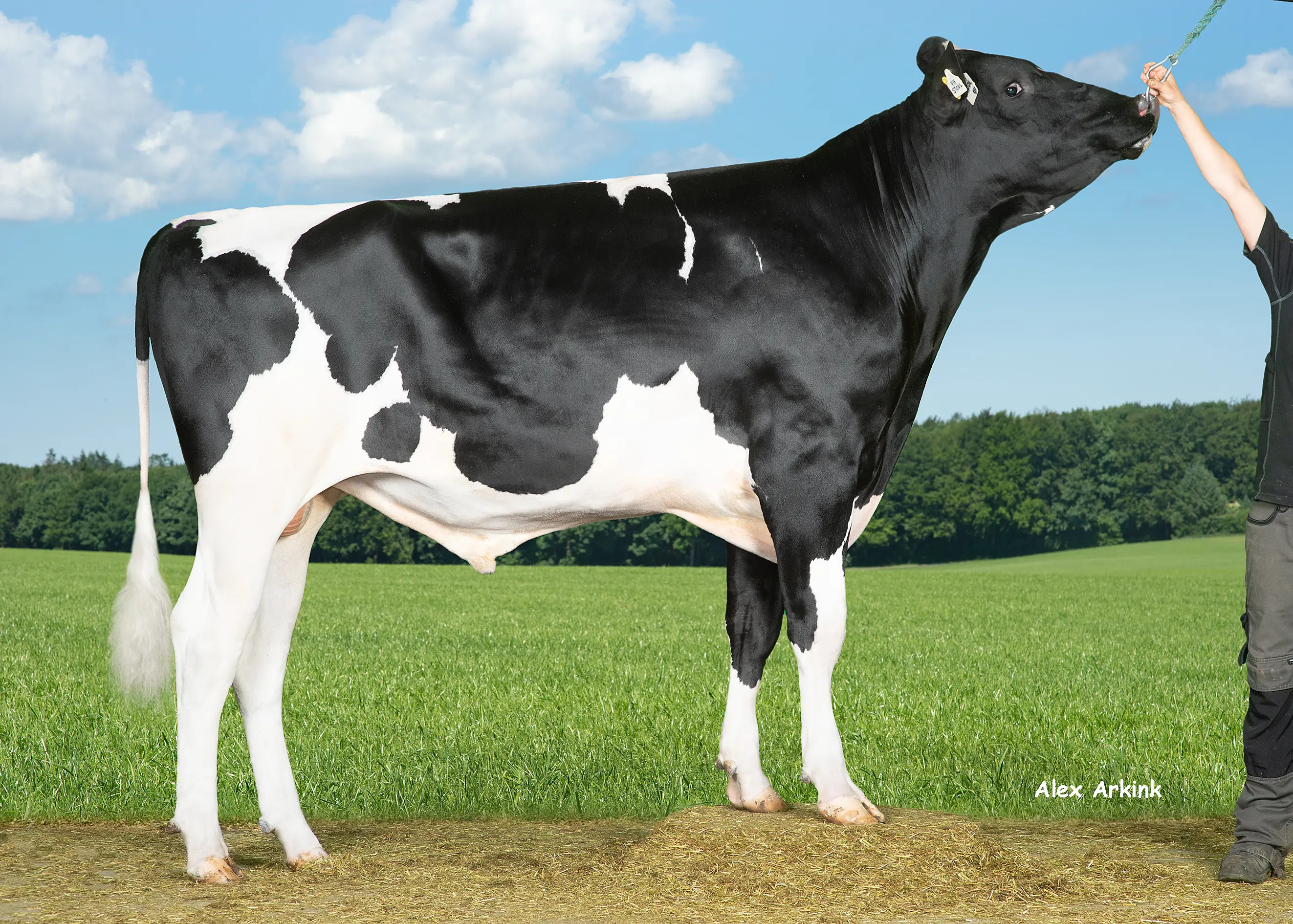 VH Stool (Skywalker) 260964