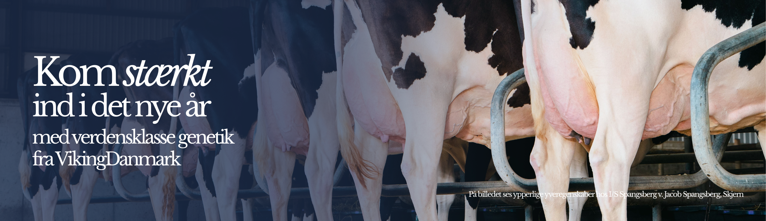 Kom Stærkt Ind I Det Nye År Med Verdensklasse Genetik Fra Vikingdanmark (2)