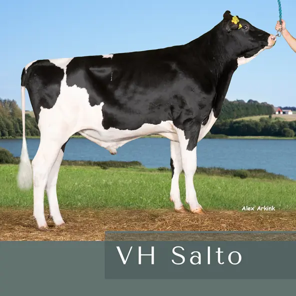 VH Salto