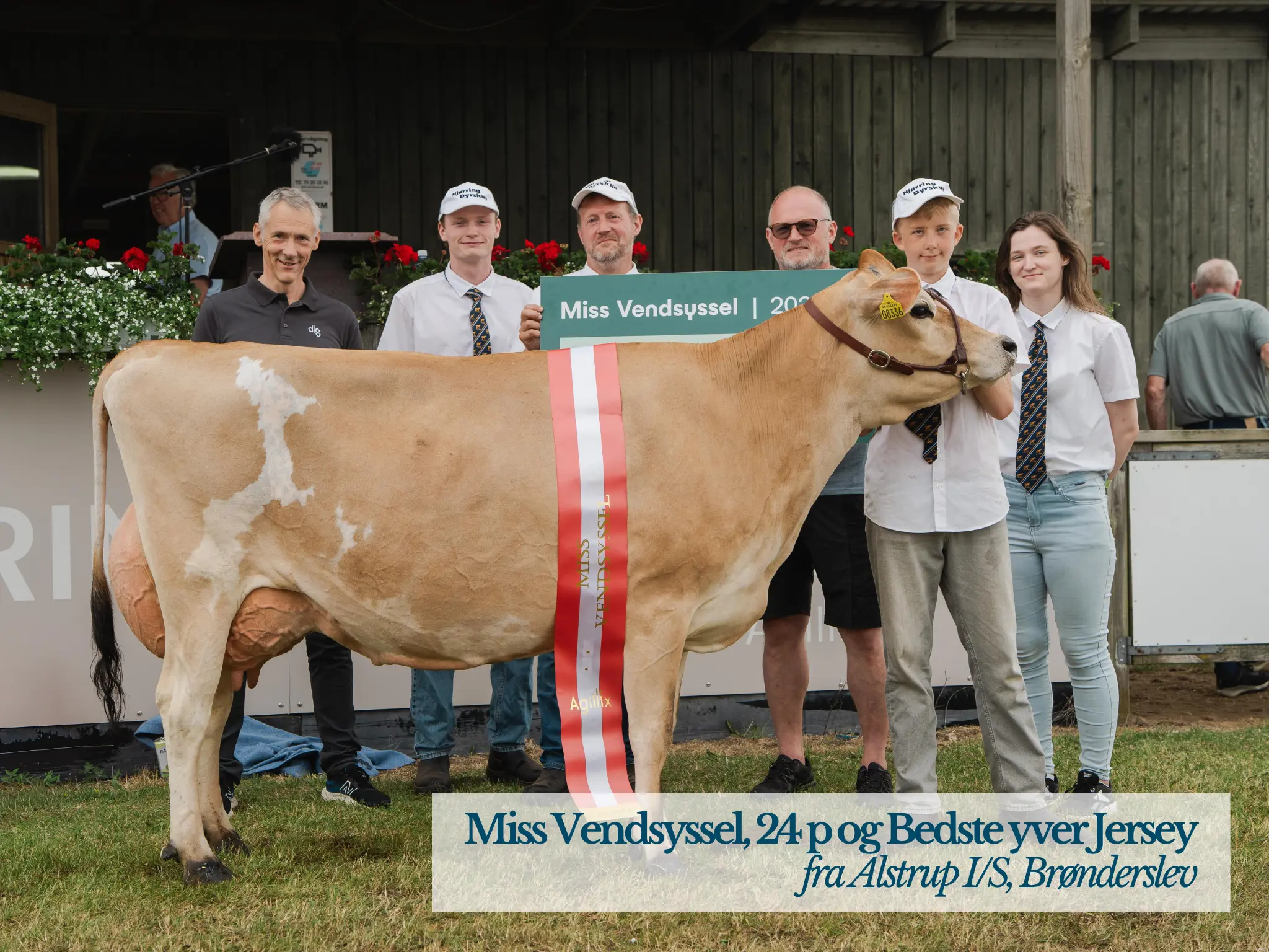 Miss Vebdsussel Og Bedste Yver Jersey På Hjørring Dyrskue 2026