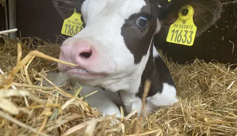 Gyllingnæs IMG 4399 (1)