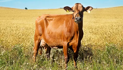 VR Cigar Daughter No 17634 Hanne Storm Brems, Fåborg