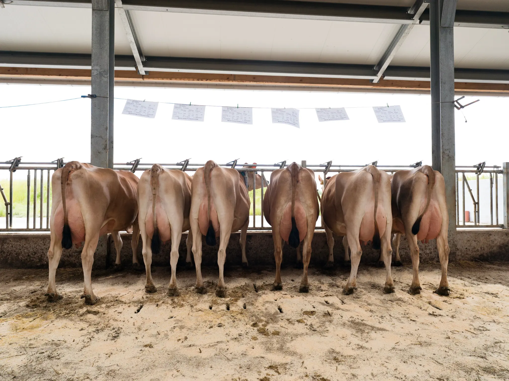 Jersey Verdenskongres 8