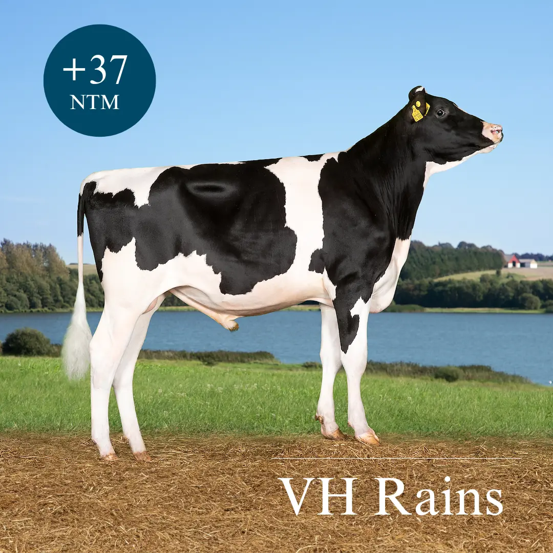 VH Rains