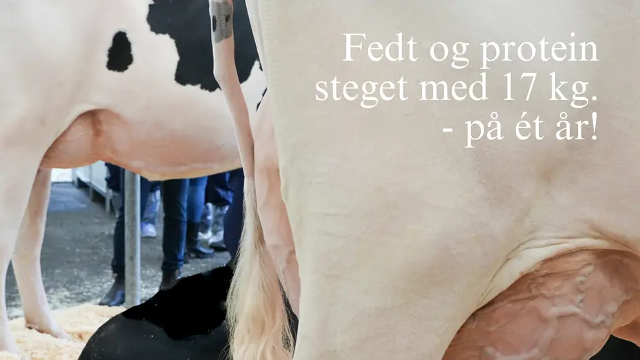 Fedt Og Protein