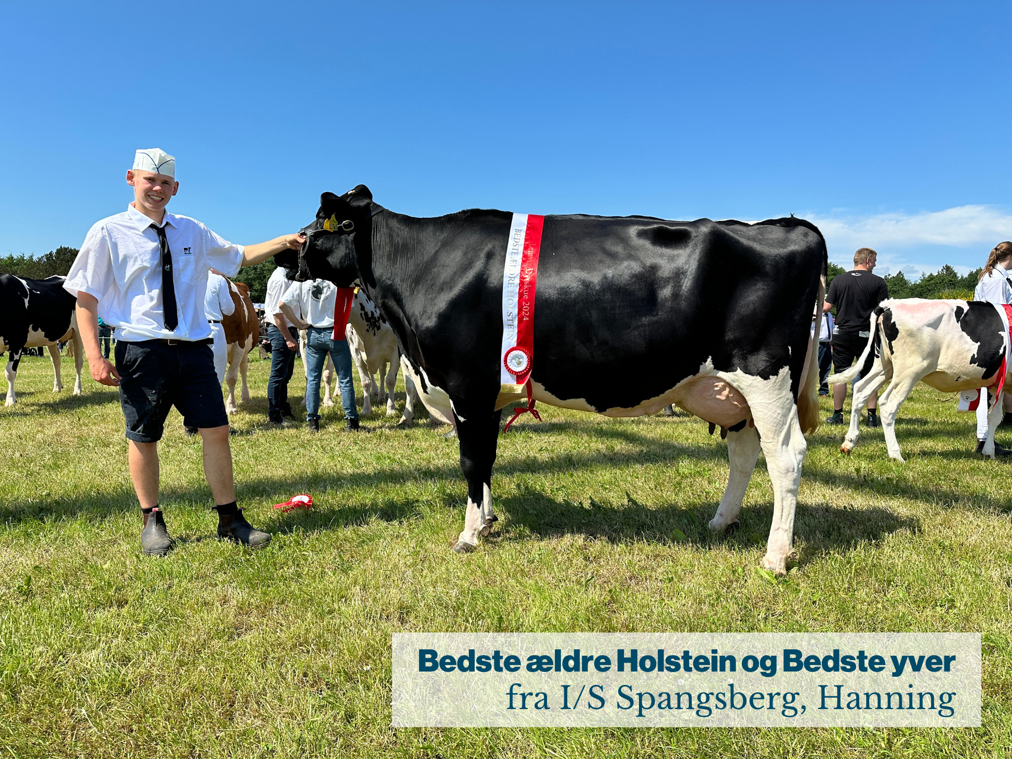 Bedste Ældre Holstein Og Bedste Yver Fra IS Spangsberg (1)