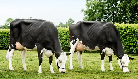 Vr Hielke Daughters Nos 32445 4503 L 32445 4508 R Procross1 From Sjaak And Jacqueline Bosma Farsø Vn Srgb Web