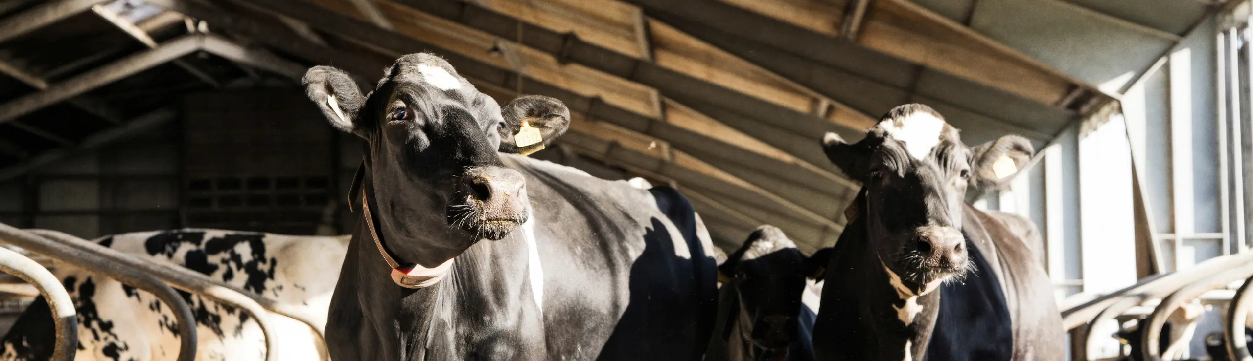 2 Flotte Holsteinkøer Nyder Solen Stråler