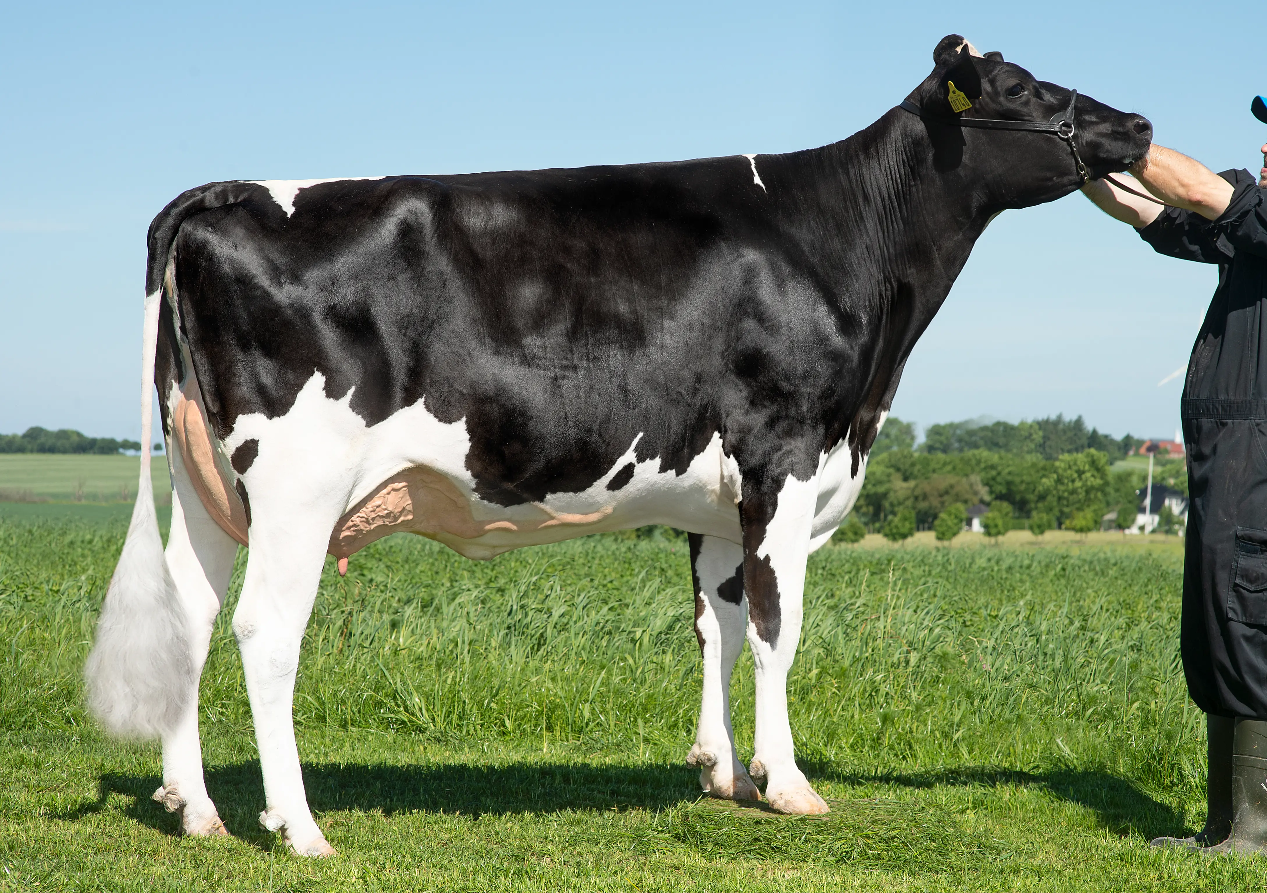 VH Python Daughter No 2223610740 Michael Jensen Hammel