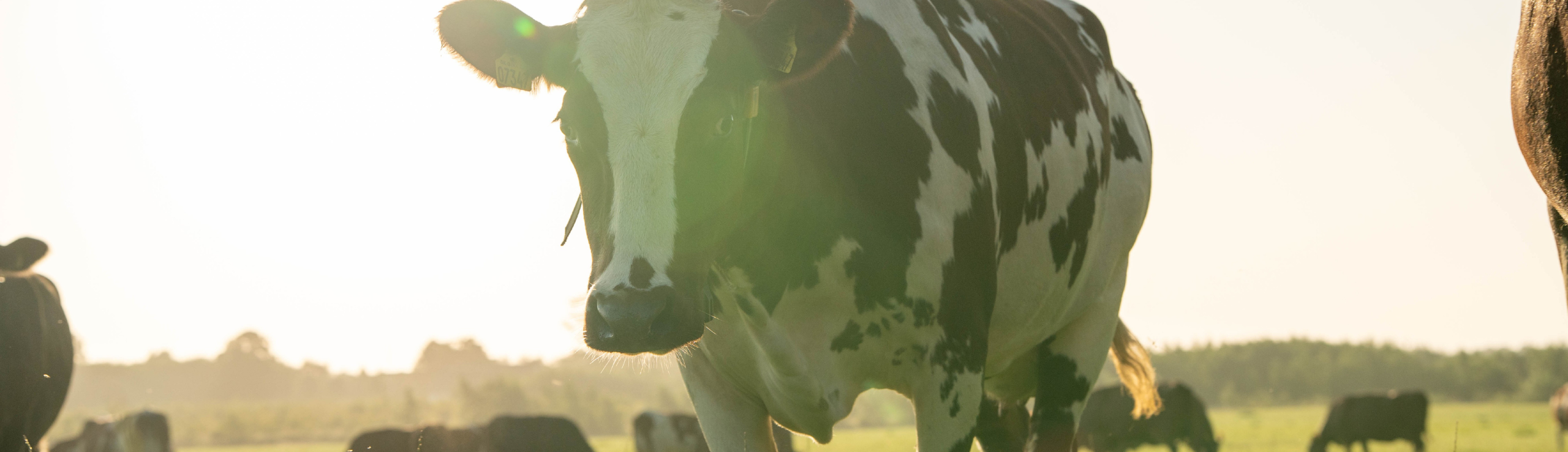 Klimavenlige køer kan fremavles