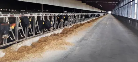 7000 Køer I Stald I USA