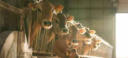 Jersey Køer På Stribe