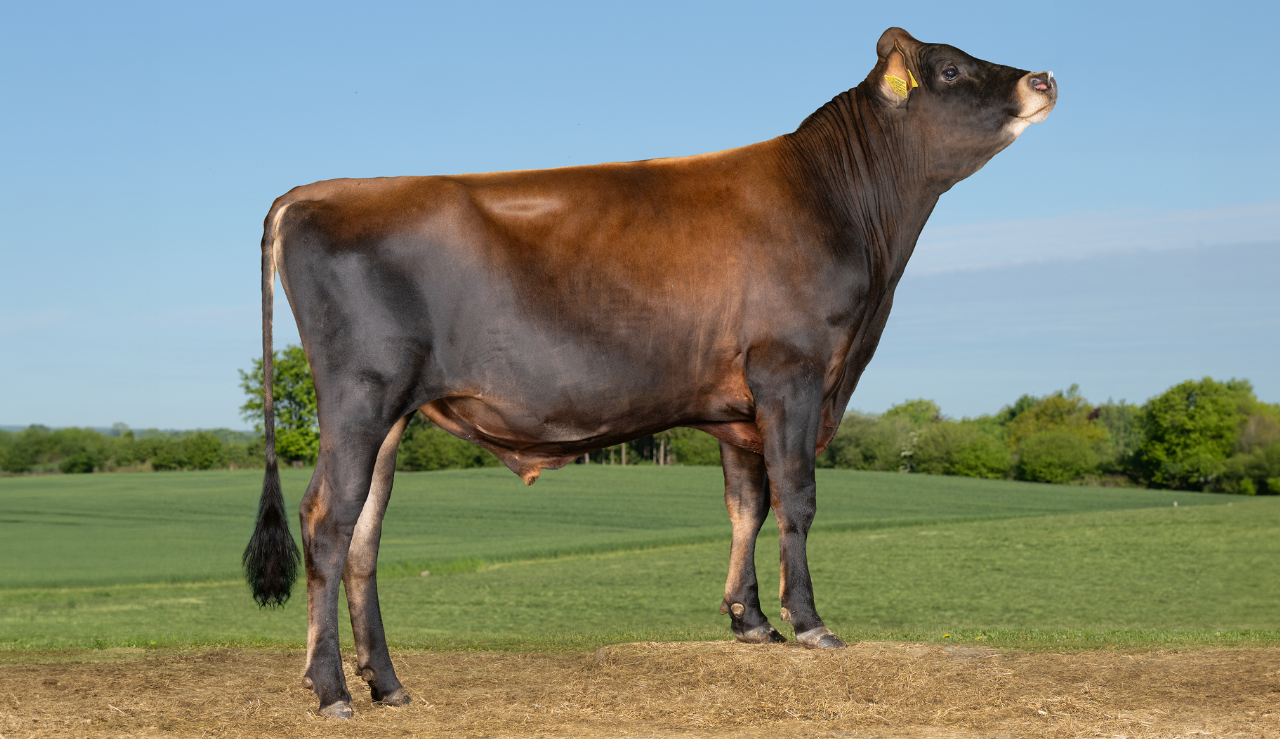 VJ Safari P (VJ Swift P x VJ Hamulus x VJ Habbit) 