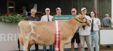 Miss Vendsyssel På Hjørring Dyrskue 2026. En Ko Efter VJ Superb X Chrome Fra Alstrup IS