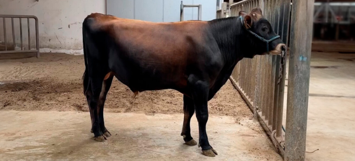 VJ Safarip Vises Frem