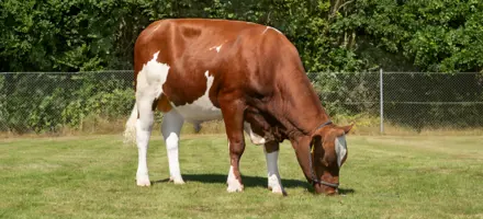 VR Unico P Er Stærk På Frugtbarhed, Holdbarhed, Malketid Og Robotegenskaber