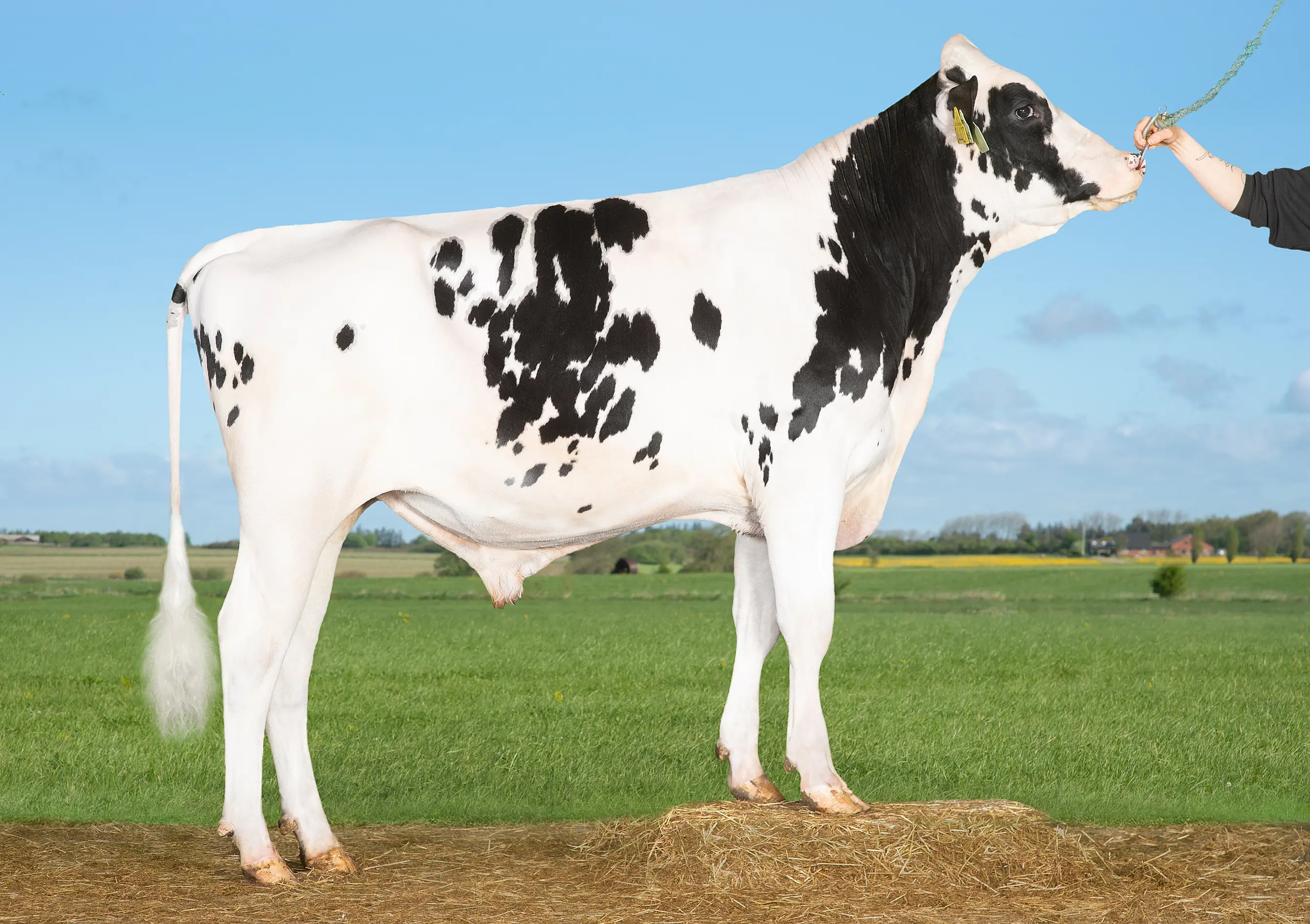 VH Bodie (VH Bohemy)