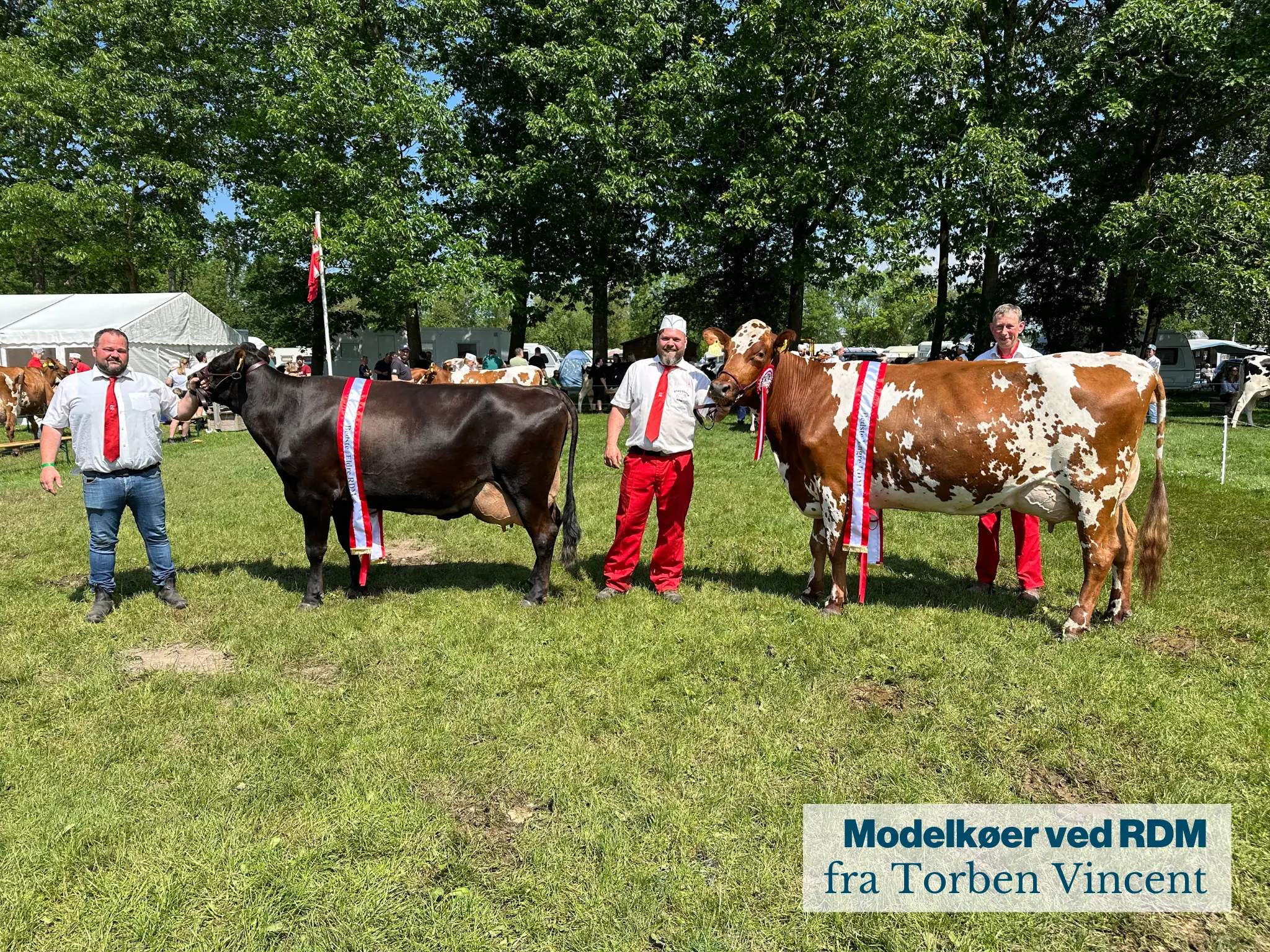 Modelkøer Ved RDM