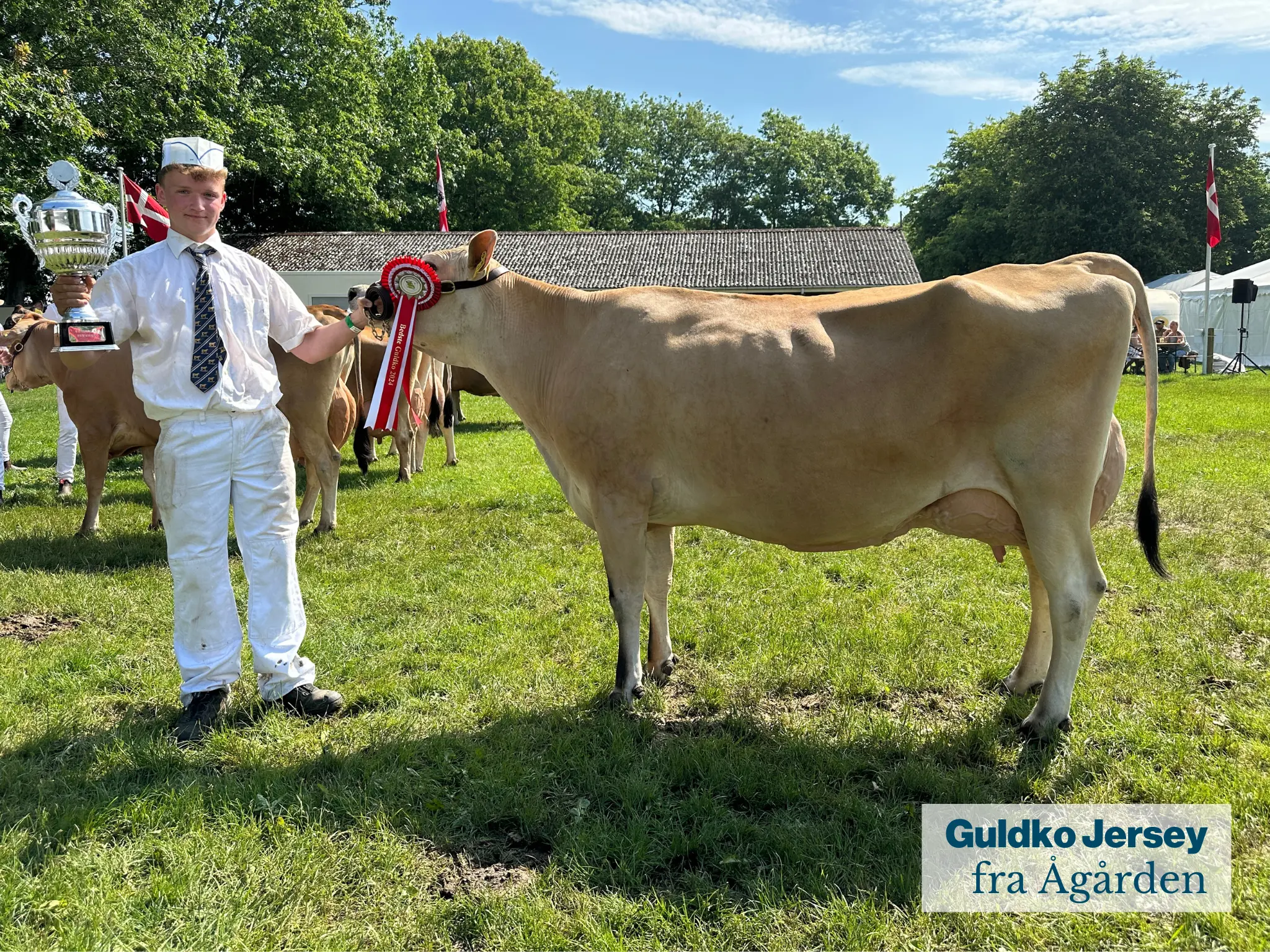 Guldko Jersey Fra Ågården .JPG
