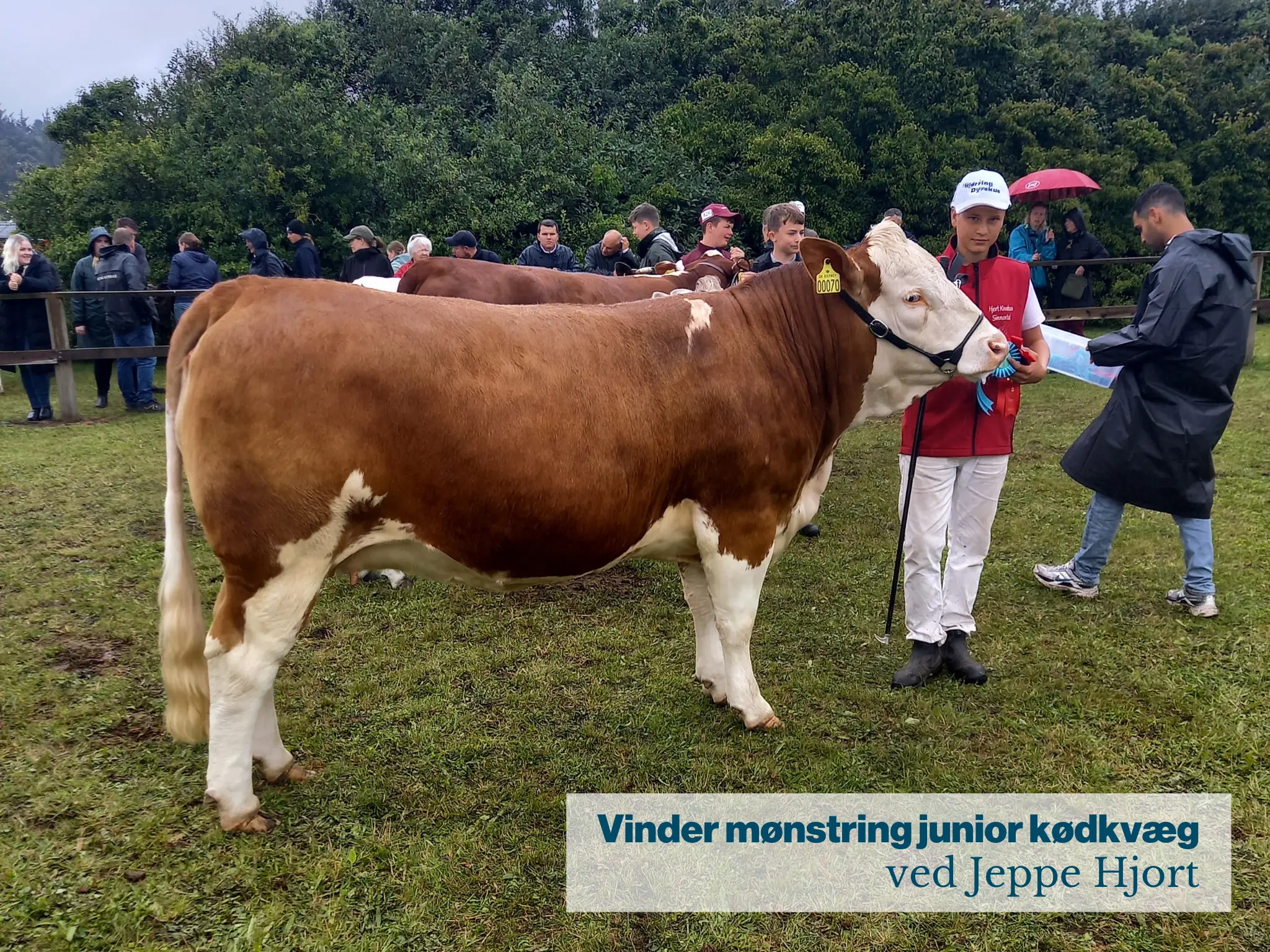 Vinder Mønstring Junior Kødkvæg