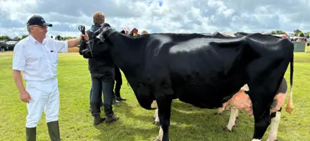 Guldko Holstein En Femtekalvsko Efter VH Kilmer X VH Brook