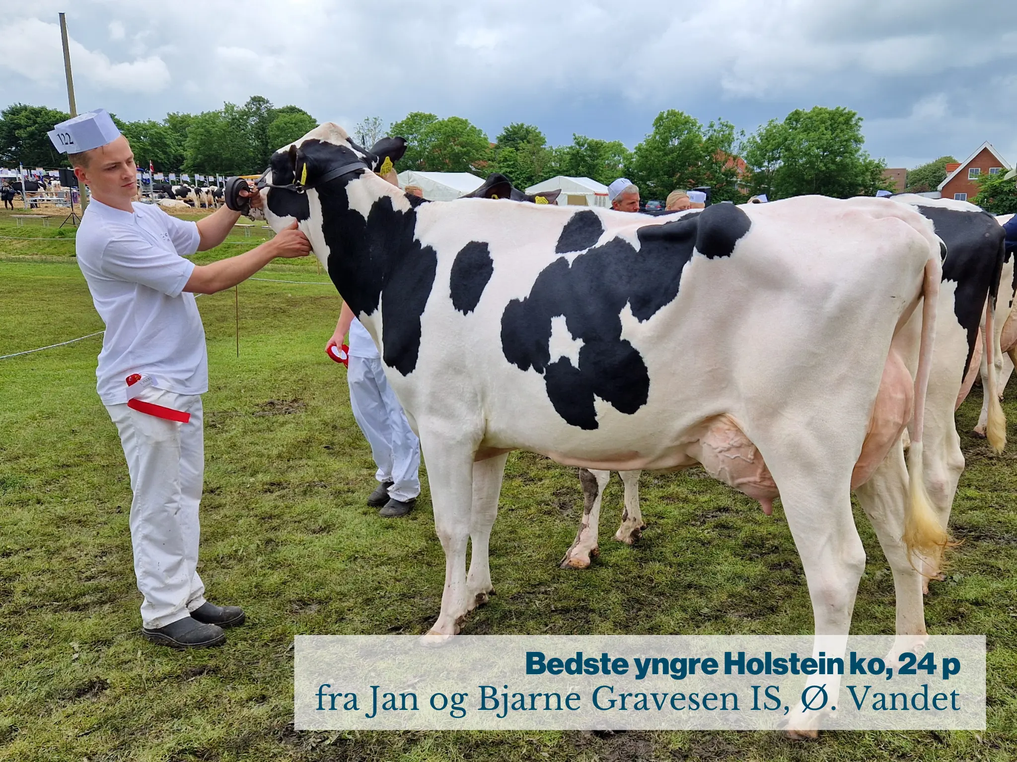 Bedste Yngre Holstein Ko