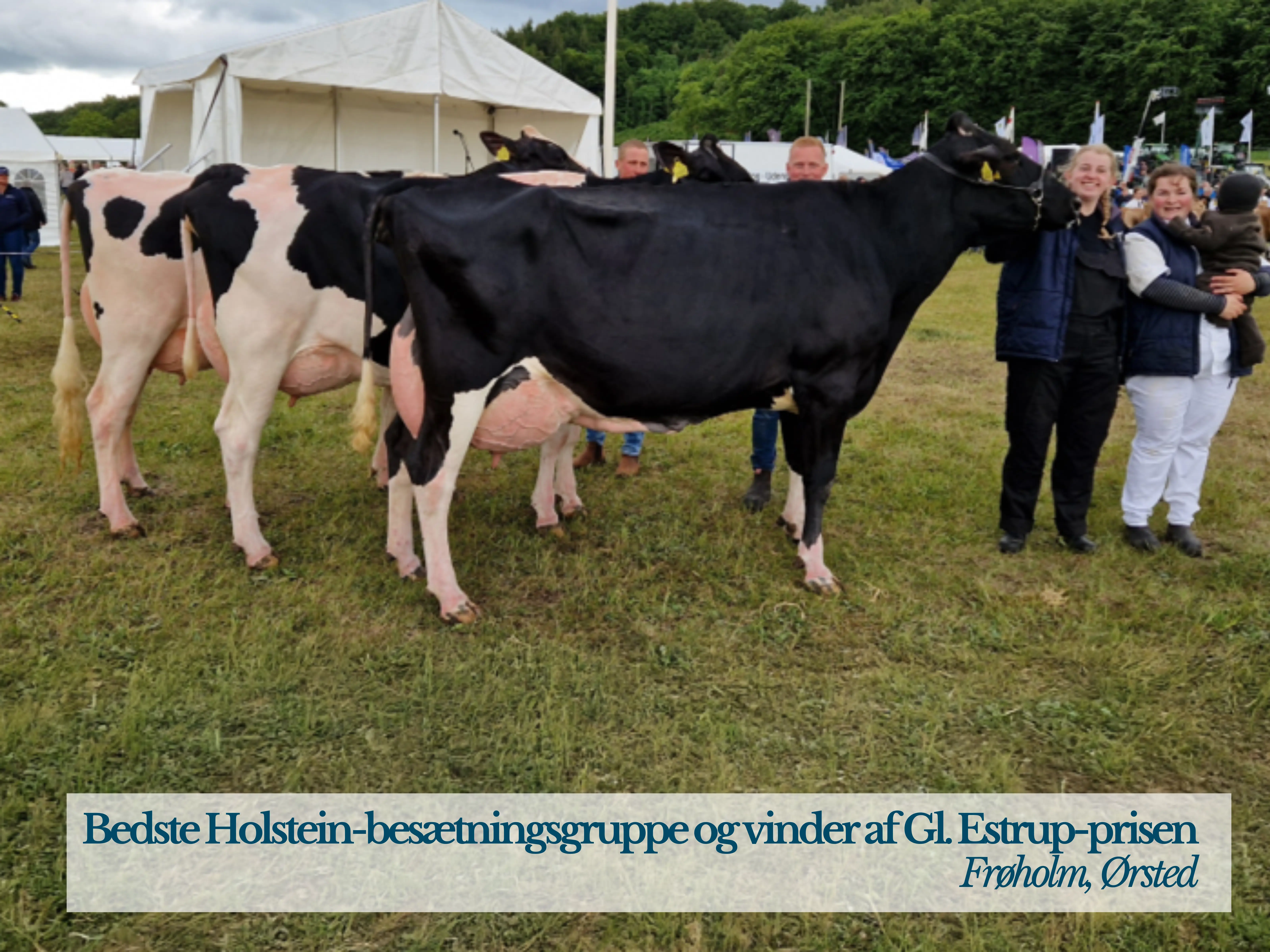 Bedste Holstein Besætningsgruppe Og Vinder Af GL Estrup Prisen Fra Frøholm, Ørsted
