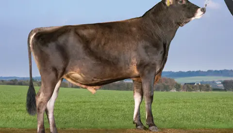 VJ Carapaz (VJ Laster)