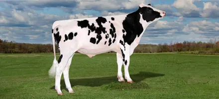 Peak Mecanico I Naturlig Omgivelser (1)