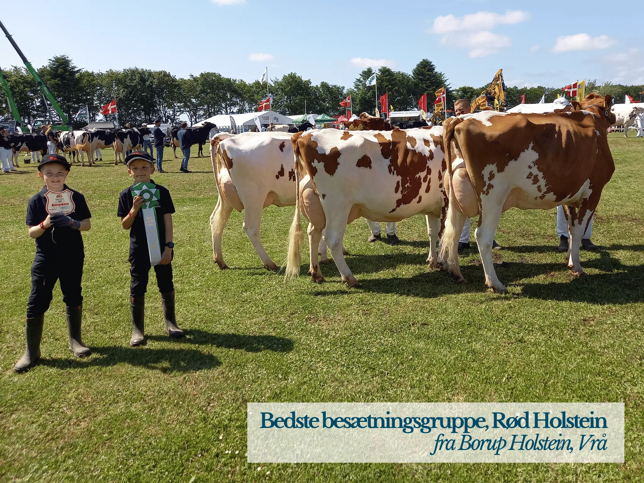 Bedste Besætningsgruppe Rød Holstein, Hjørring Dyrskue