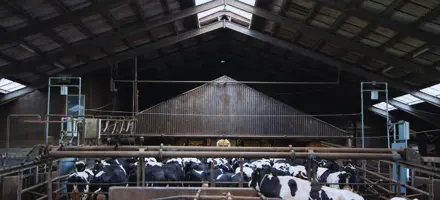 CowFIT-anlæg i stald (1)