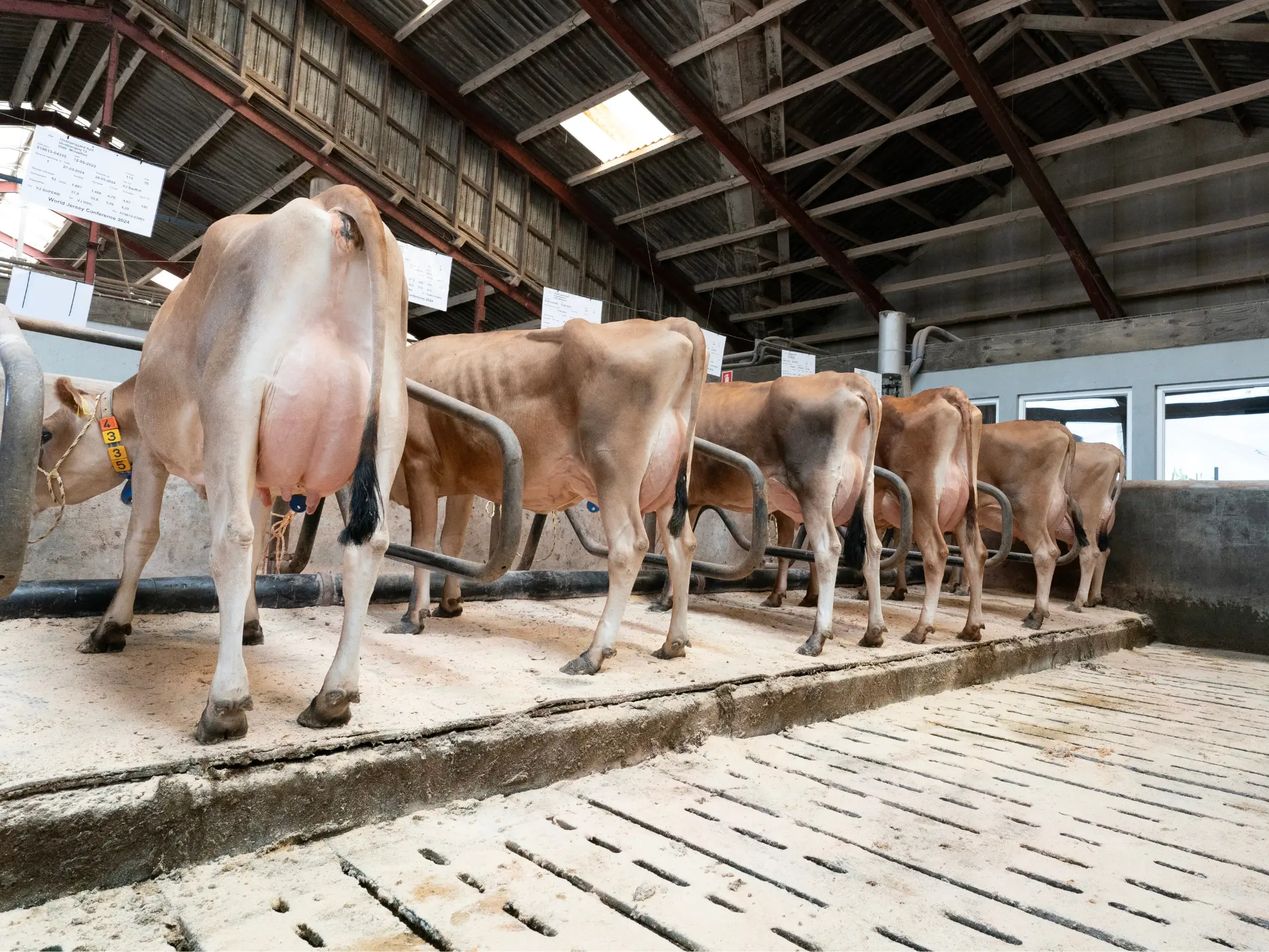 Jersey Verdenskongres 23