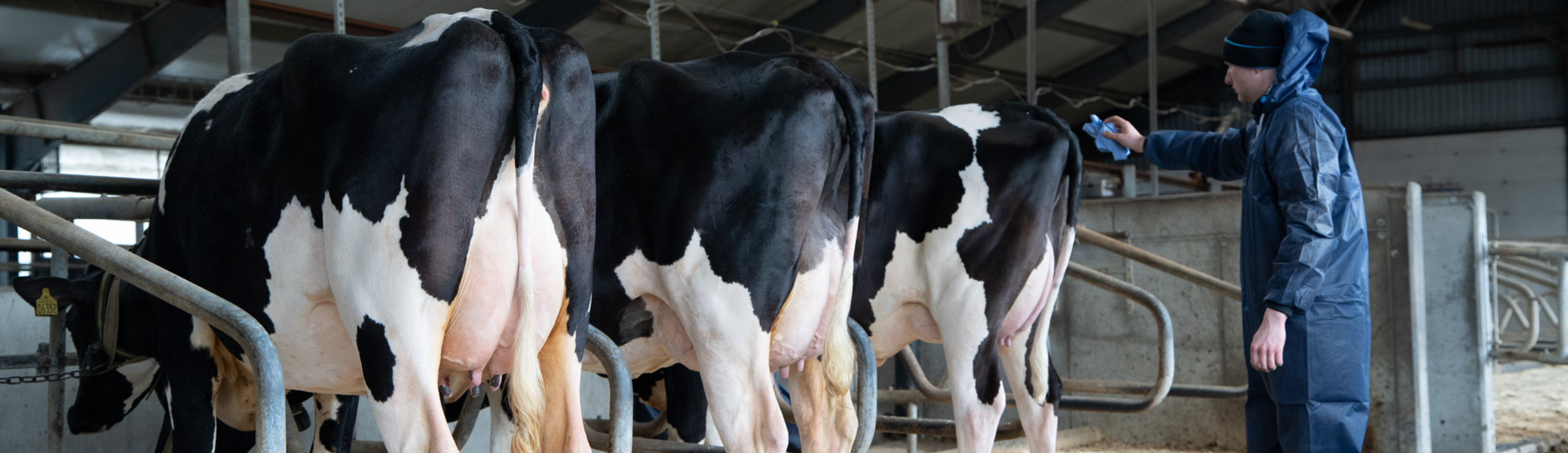 Tre Holstein Køer Der Klargøres