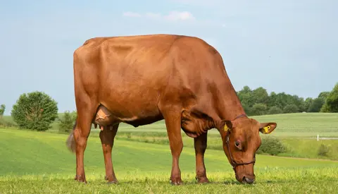 Hero 5 Maj Vr Hashtag Daughter No 24885 2091 From Søndergård V Erik Risager Brædstrup Grazing01