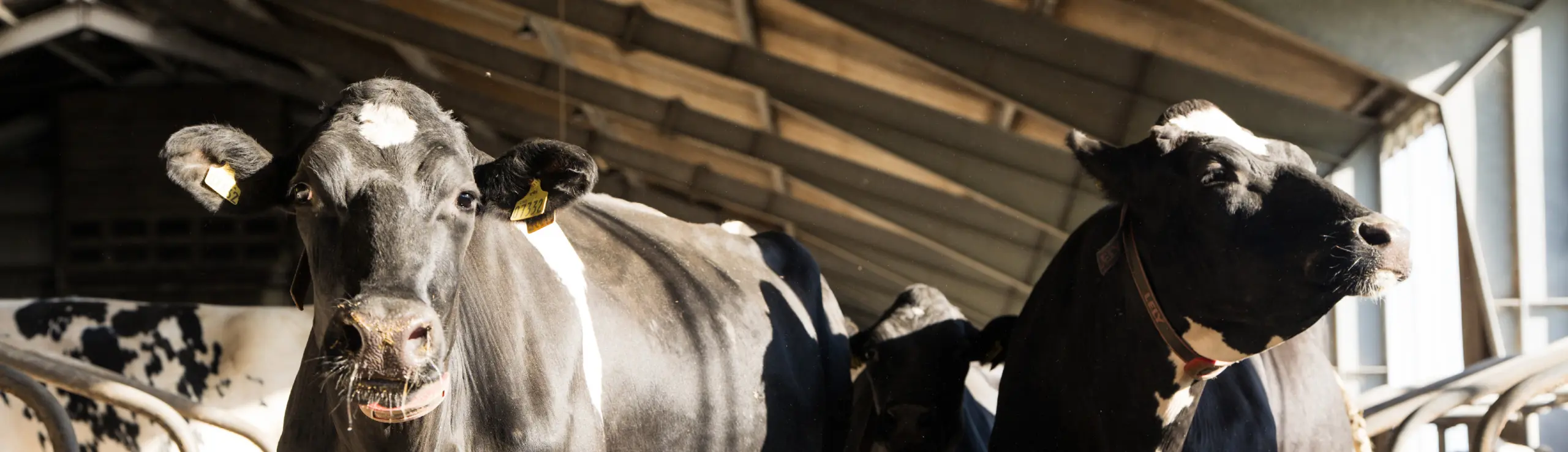 Banner Når Vægt Og Mælk