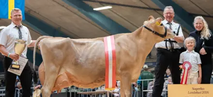 Jersey Superko På Landsskuet 2026, Ko Efter VJ Hamlet X VJ Hitman, Fra Sydgården IS, Nibe