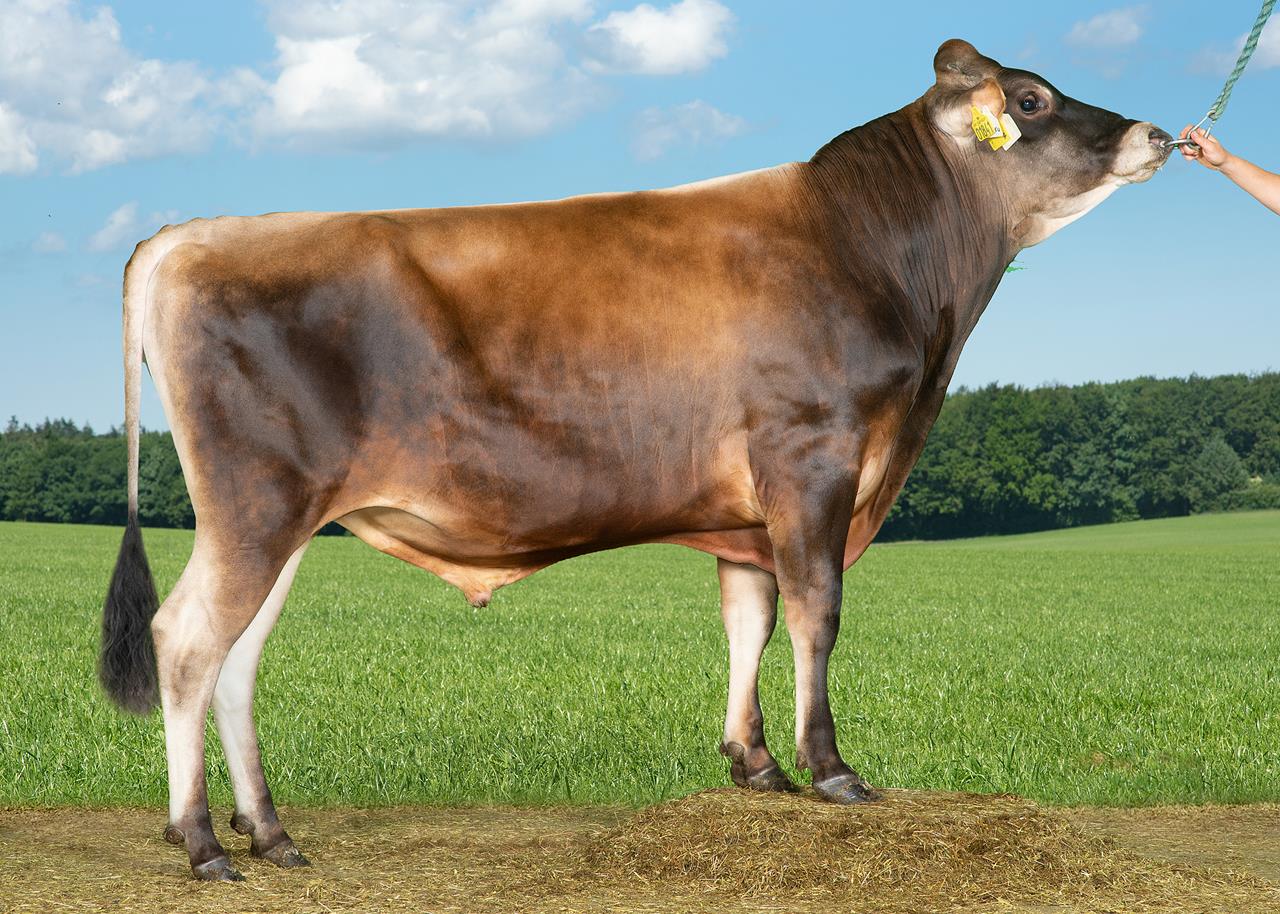 Vj Nibiru Vj Nibali 1