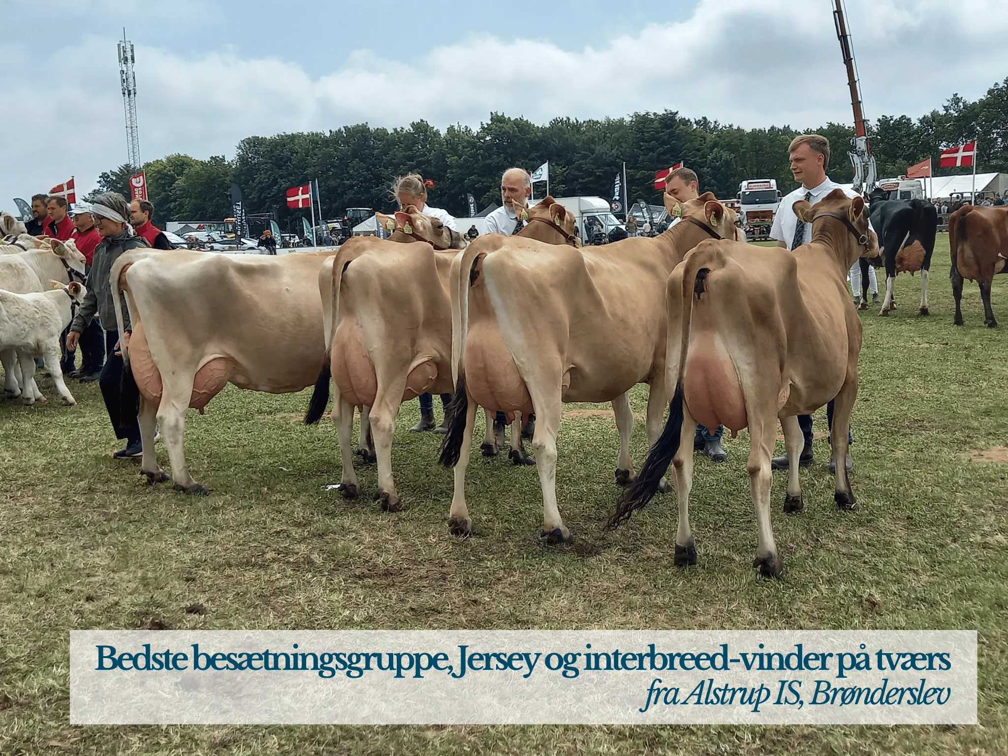 Bedste Besætningsgruppe Jersey, Hjørring Dyrskue