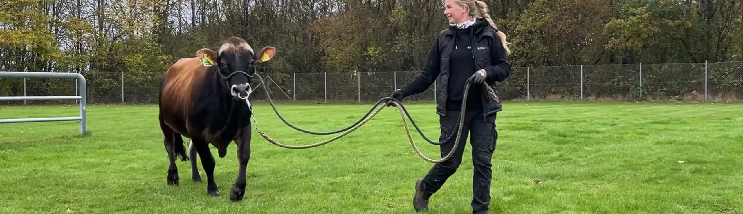 VJ Spoon P Er Heterozygotisk Polled, Hvilket Betyder, At Cirka Halvdelen Af Hans Afkom Bliver Født Uden Horn
