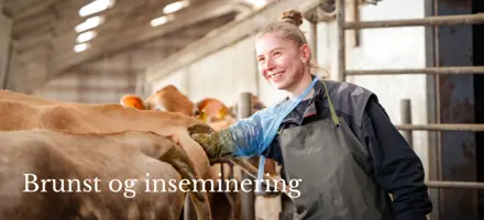 Brunst&Inseminering
