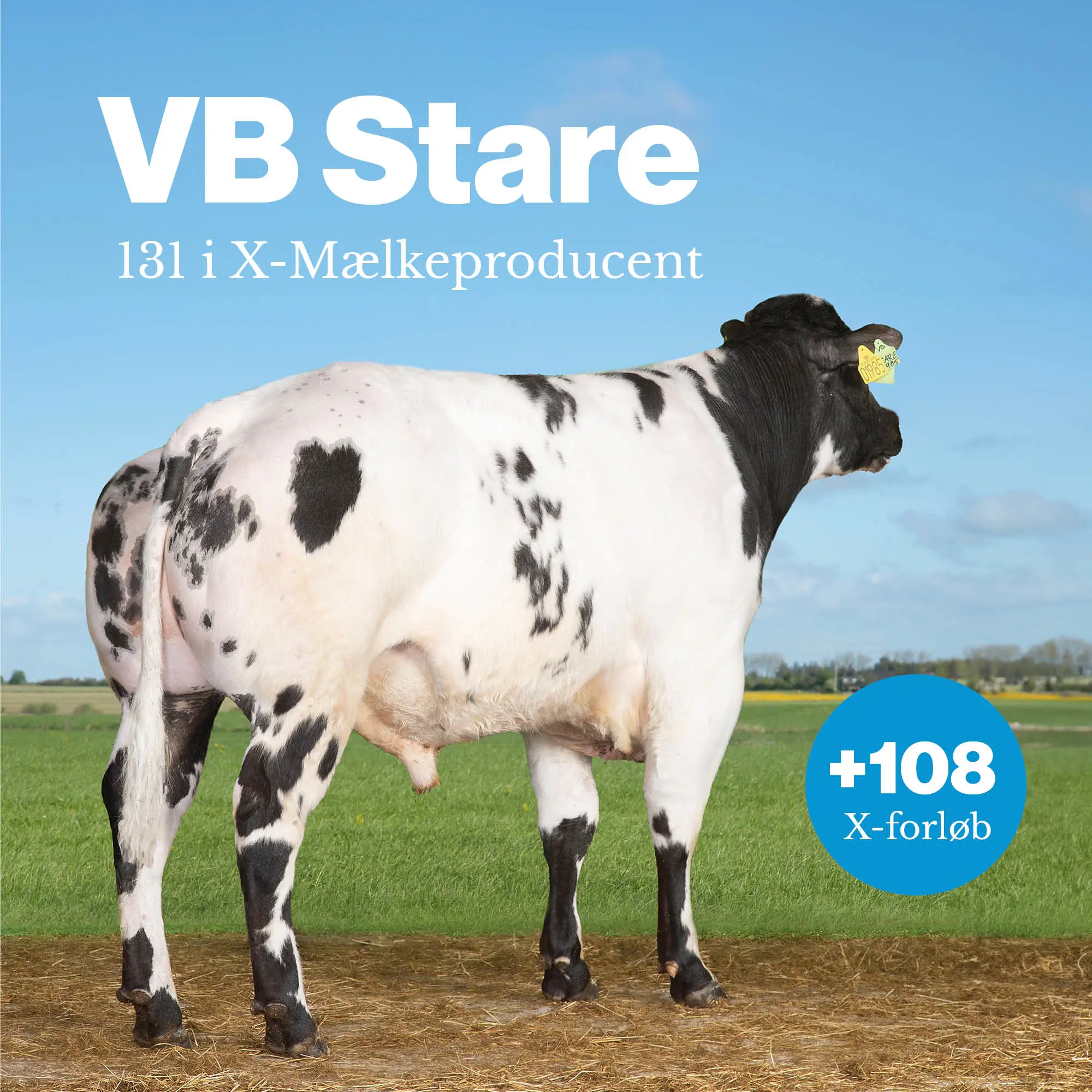 VB Stare